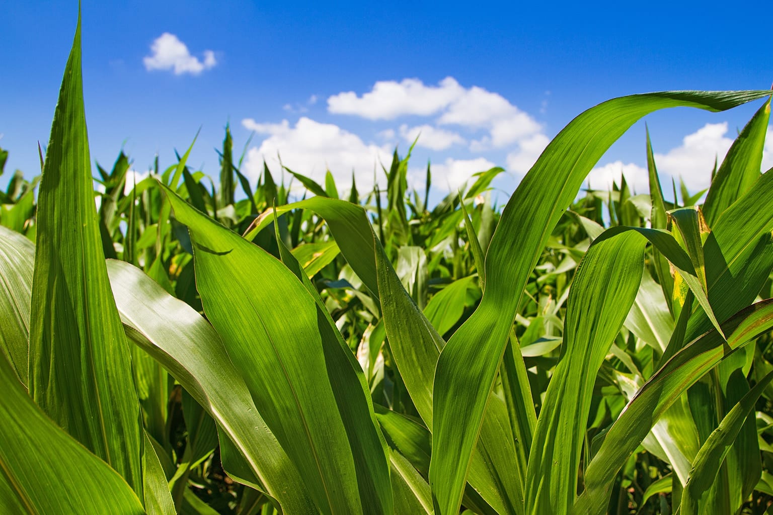 Cornmaze