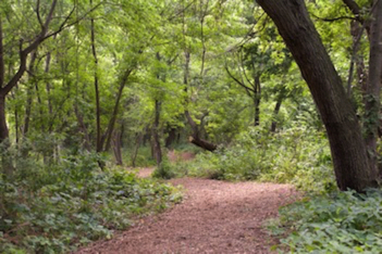 Forest laser tag field